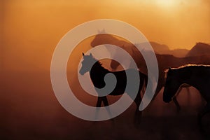 Wild horses and a foal are running on a dusty area on a beautiful sunset in Turkey country