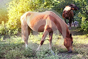 Wild horses in the forest in atmospheric light