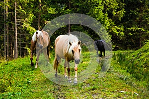 Wild horses in forest of Austria