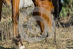 Wild horses in forestry Whalers Road Ninety Mile Beach, Northla