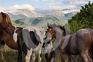 Wild horses free in the park