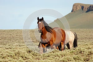Wild Horses in front of Pilot Butte