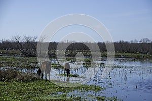 Wild Horses in Gainesville, FL