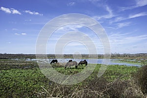 Wild Horses in Gainesville, FL