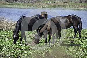 Wild Horses in Gainesville, FL