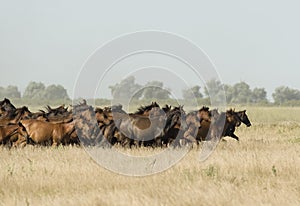 Wild Horses at a gallop