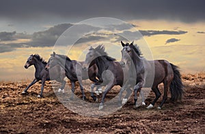 Wild horses gallop