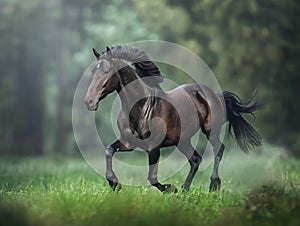 Wild horses galloping across the steppe