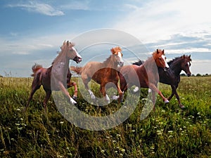 Wild horses gallop along the grass