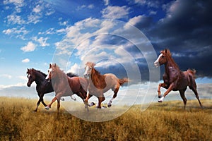 Wild horses gallop on yellow grass