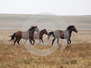 Wild horses galloping across the steppe