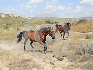 Wild horses galloping across the steppe