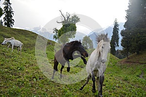 Wild horses galloping in a field