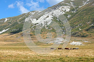 wild horses gallops across a mountain meadow in summer