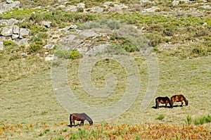 Wild horses (garrano horses) grazing in Peneda Geres National Park, Northern Portugal