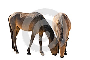 Wild horses in garub desert