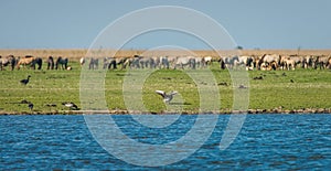 Wild horses and geese at Oostvaardersplassen nature reserve