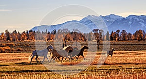 Wild Horses in the Grand Teton National Park