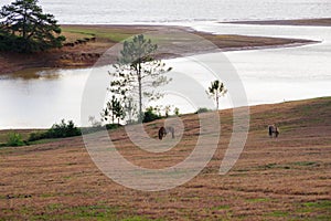 Wild horses in grasslands of the plateau part 6