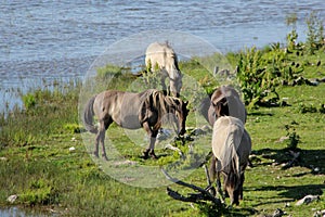 Wild horses graze and eat grass in the meadow on lake, Latvia