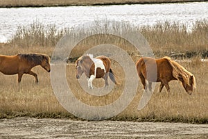 Wild horses graze marsh grasses on Assateague Island, Maryland.