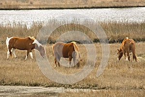 Wild horses graze marsh grasses on Assateague Island, Maryland.