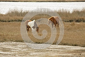 Wild horses graze marsh grasses on Assateague Island, Maryland.