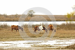 Wild horses graze marsh grasses on Assateague Island, Maryland.
