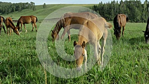 Wild horses graze in a meadow.