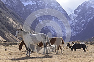 Wild horses graze in the snowy mountains on a Sunny autumn
