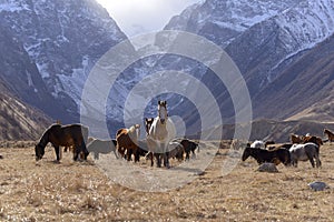 Wild horses graze in the snowy mountains on a Sunny autumn