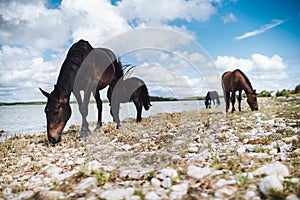 Wild horses grazing