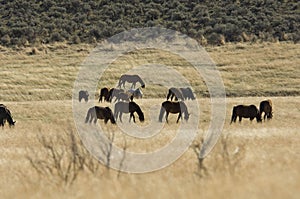 Wild horses grazing