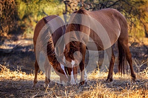 Wild horses grazing along the Salt River