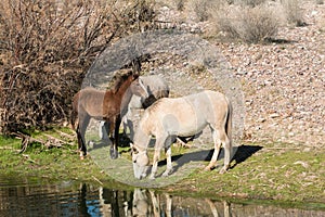 Wild Horses Grazing Along the Salt River
