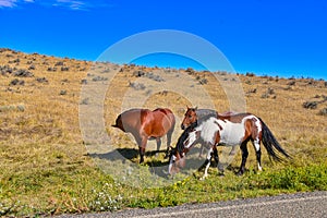 Wild horses grazing battle of the little bighorn national monument MT photo