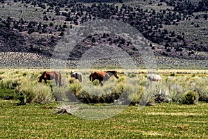 Wild Horses Grazing On Blm Land with Sage brush, cloudy sky, white clouds and rocky hills, California