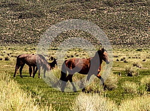 Wild Horses Grazing On Blm Land with Sage brush, cloudy sky, white clouds and rocky hills, California