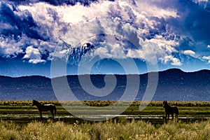 Wild Horses Grazing On Blm Land with Sage brush, cloudy sky, white clouds and rocky hills, California