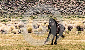 Wild Horses Grazing On Blm Land with Sage brush, cloudy sky, white clouds and rocky hills, California