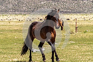 Wild Horses Grazing On Blm Land with Sage brush, cloudy sky, white clouds and rocky hills, California