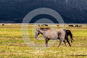 Wild Horses Grazing On Blm Land with Sage brush, cloudy sky, white clouds and rocky hills, California