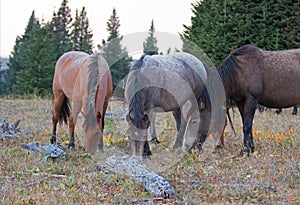 4 wild horses grazing on dry grass next to dead wood logs in the Pryor Mountains Wild Horse Range in Montana USA
