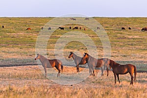 Wild horses grazing in a field at sunrise