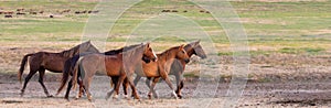 Wild horses grazing in a field at sunrise