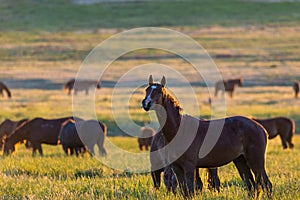 Wild horses grazing in a field at sunrise