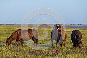 Wild horses grazing in a field at sunrise