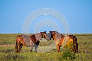 Wild horses grazing in a field at sunrise