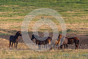 Wild horses grazing in a field at sunrise