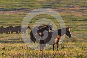 Wild horses grazing in a field at sunrise